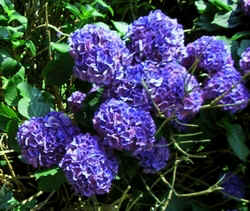 Purple Hydrangea.jpg (73680 bytes)