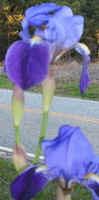 Purple Iris1.jpg (23576 bytes)