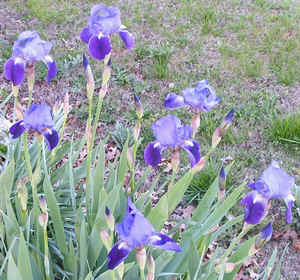 Purple Iris2.jpg (116802 bytes)