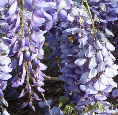 Purple Wisteria closeup.jpg (177994 bytes)