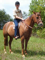QuarterHorse0902d.jpg (60269 bytes)