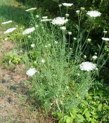 Queen Anne's Lace2.jpg (80698 bytes)