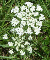 Queen Anne's Lace purple center1.jpg (79063 bytes)