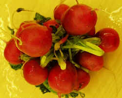 Radish1007.JPG (51518 bytes)