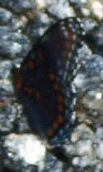 Red-Spotted Purple0817a.jpg (32866 bytes)