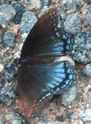 Red-spotted Purple0817.jpg (51528 bytes)