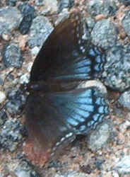 Red-spotted Purple0817.jpg (51528 bytes)
