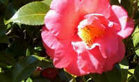Red Camellia Amaryllidaceae Columbus, NC.jpg (29245 bytes)