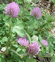 Red Clover.jpg (53107 bytes)