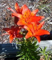 Red Lilya.jpg (77497 bytes)