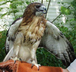 Red Tailed Hawk1003a.JPG (69977 bytes)