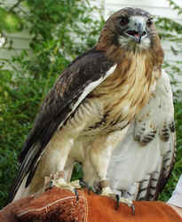 Red Tailed Hawk1003b.JPG (61138 bytes)