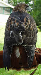 Red Tailed Hawk1003c.JPG (38609 bytes)