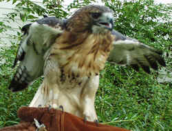 Red Tailed Hawk1003d.JPG (65782 bytes)