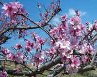 Redbud Closeup.jpg (47151 bytes)