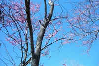 Redbud along I26B.jpg (37256 bytes)