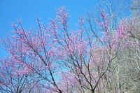 Redbud along I26C.jpg (35523 bytes)