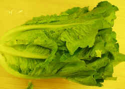 Romaine Lettuce1007.JPG (45362 bytes)