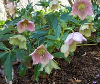 Rose Lenten Rose.jpg (45725 bytes)