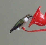 Ruby-Throated Hummingbird0923.JPG (25987 bytes)