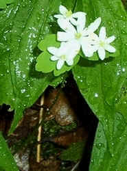 Rue Anemone0509.jpg (74027 bytes)