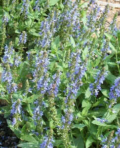Salvia nemerosa Blue Hill.jpg (108763 bytes)