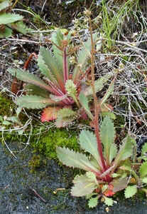 Saxifraga michauxii.jpg (90423 bytes)