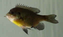 Shellcrackera.jpg (28600 bytes)