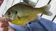 Shellcrackerc.JPG (6209 bytes)