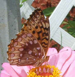 Silverbordered Fritillary0819a.jpg (61405 bytes)