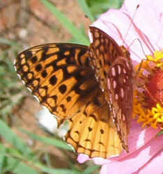 Silverbordered Fritillary0819b.jpg (63302 bytes)