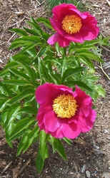 Single Peony.jpg (55707 bytes)