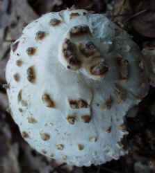 Smith's Amanita 0917a.JPG (51135 bytes)