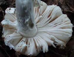 Smith's Amanita 0917b.JPG (46004 bytes)
