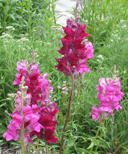 Snapdragon0518a.jpg (99992 bytes)