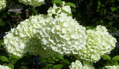 Snowballs.jpg (106088 bytes)