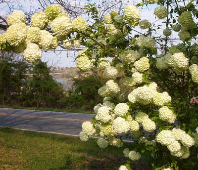 Snowballs2.jpg (179982 bytes)