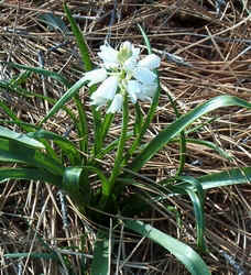 Snowflakeleucojum0411.jpg (86165 bytes)