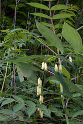 Solmons Seal0508.jpg (55234 bytes)