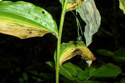 Solomon Seal Berry0825.jpg (44797 bytes)