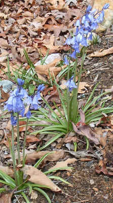 Spanish Bluebell.jpg (130067 bytes)