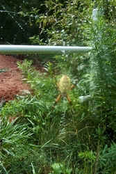 Spider0817a.jpg (56707 bytes)