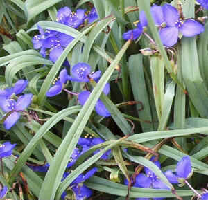 Spiderwort.jpg (103785 bytes)
