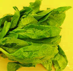 Spinach1007.JPG (64671 bytes)