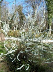 Spiraea Bridal Wreath1.jpg (65730 bytes)