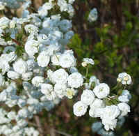 Spiraea Bridal Wreath3.jpg (46764 bytes)