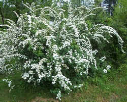 Spiraea Landrum, SC.jpg (75603 bytes)