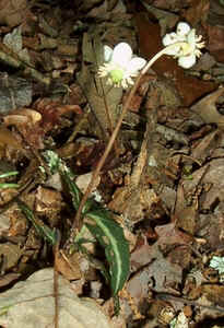 Spotted Wintergreen1.jpg (79011 bytes)