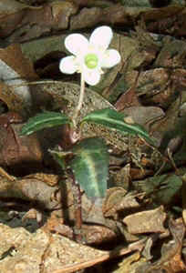 Spotted Wintergreen2.jpg (71954 bytes)