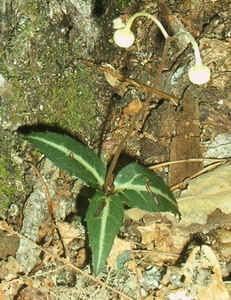 Spotted Wintergreen buds.jpg (94421 bytes)